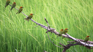 Birds branch field tallgrass ecological - a group of birds free wallpaper