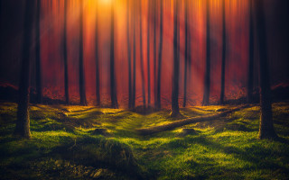 Forest path sunset magic realism - a painting of a forest free wallpaper