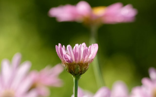 Pink flower bokeh macro spring - betye saar free wallpaper