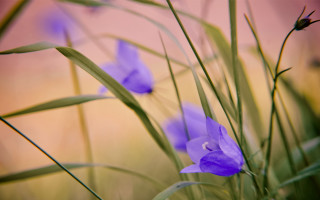 Purple flower closeup butterfly blur - green stem and leaves free wallpaper