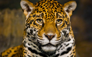 Leopard closeup blurry background animal 4 - a blurry background of grass and trees free wallpaper