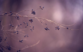 Branch blue berries macro sunset - berry free wallpaper for desktop