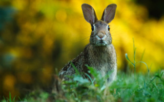 Rabbit grass bokeh nature focus - a rabbit free wallpaper