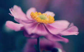 Flower macro blurry background yellow - charles rennie mackintosh free wallpaper