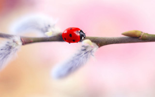 Ladybug branch leaves pink blurry - a ladybug free wallpaper
