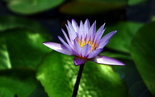 Purple flower blooming water lilies - the sunlight free wallpaper