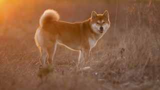 Dog field sunset shiba inu - tongue free wallpaper