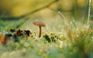 Mushroom greenfield dewgrass macro blurrynature - a lush green field free wallpaper