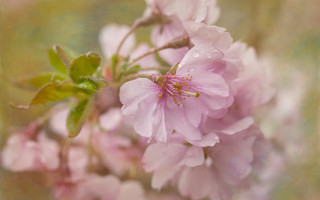 Pink cherry blossom water droplets - a close up of a flower free wallpaper for desktop