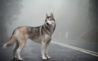 Husky foggy road day left - husky free wallpaper