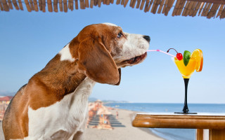 Dog sniffing beach tropical drink - a drink free wallpaper