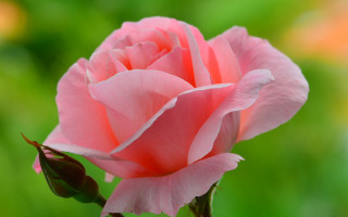 Pink rose garden blurry macro 3 - green grass free wallpaper