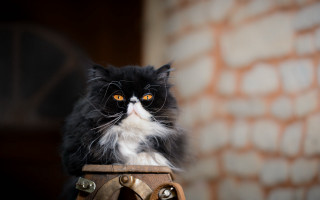 Black white cat barrel brick - a brick wall behind free wallpaper