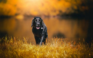 Black dog grass lake autumn - a black dog free wallpaper