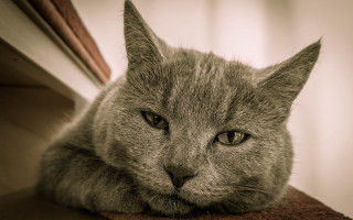 Sad cat chair eyes art - a chair free wallpaper