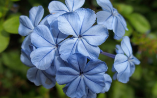 Blue flower butterfly leaf bokeh - blue flower free wallpaper