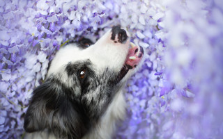 Dog flower field purple bow - tongue free wallpaper for desktop