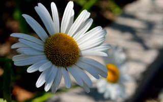 White flower yellow center macro 6 - yellow center free wallpaper