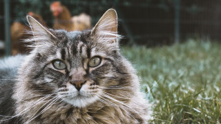 Cat chickens fence blurry depth - in the background free wallpaper for desktop