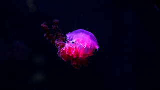 Jellyfish dark purple blue astronaut - amano free wallpaper