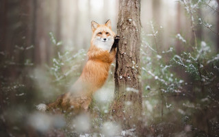 Red fox forest snow winter - photograph free wallpaper for desktop