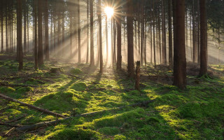 Sunbeam forest grass trees lightrays - caspar wolf free wallpaper for desktop