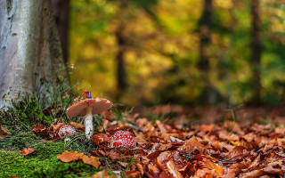 Mushroom tree autumn leaves blurry - nature photography free wallpaper