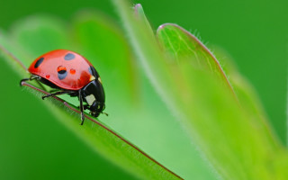 Ladybug green leaf macro blurry - back leg free wallpaper