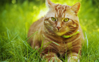 Cat collar grass fireflies flower - a green collar free wallpaper