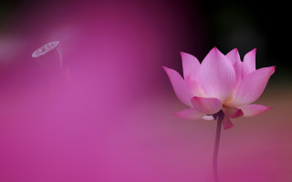 Pink flower bloom gradient macro - a blurry background in the background free wallpaper