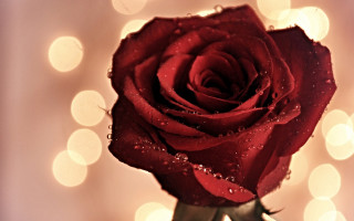 Red rose water drops bokeh - single free wallpaper for desktop
