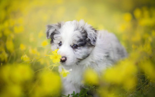 Puppy yellow flower field bokeh - a puppy free wallpaper for desktop