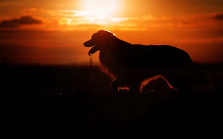 Dog sunset backlit embers mountain - german romanticism free wallpaper