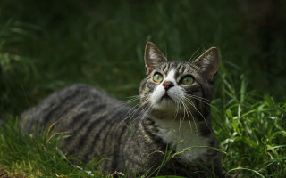 Curious cat in bamboo grassfield - its eye wide open free wallpaper