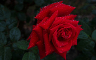 Red rose water droplets macro 23 - petal free wallpaper for desktop