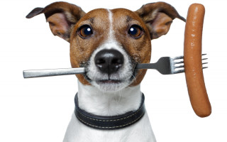 Dog fork sausage nose portrait - a fork free wallpaper
