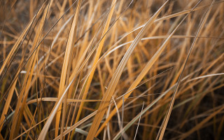Tall grass yellow leaves macro - stem and a blurry background free wallpaper