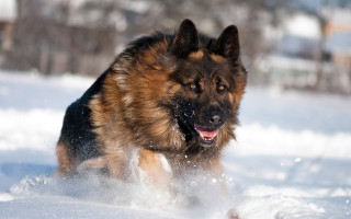 Dog snow winter motion blur - expressionism free wallpaper for desktop