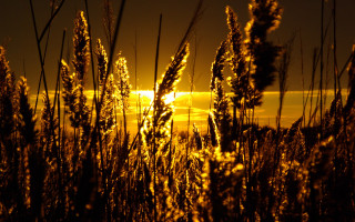 Sunset tallgrass backlighting autumn firefireworks - the sun in the distance free wallpaper