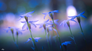 Blue flowers blurry background bokeh - soft focus free wallpaper