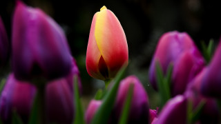 Pink tulip bokeh macro blurry - corneille free wallpaper
