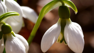 Flower macro blurry background natural - a blurry background behind free wallpaper for desktop