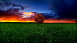 Lone tree sunset clouds mountain - a lone tree in a field free wallpaper for desktop
