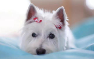 White dog red bow bed - a blue blanket free wallpaper