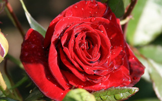 Red rose water droplets macro 18 - petal free wallpaper