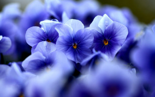 Purple flower vase macro blurry - purple flower free wallpaper for desktop