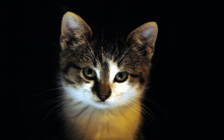 Cat sad black background chiaroscuro - chiaroscuro free wallpaper