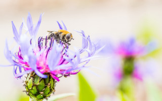 Bee purple flower green leaves - a bee free wallpaper