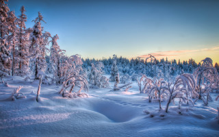Snowy landscape trees bushes sunset - tree and bushes free wallpaper