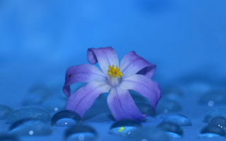 Purple flower yellow center water - anne rigney free wallpaper for desktop